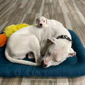 Meet your Posher, Summer